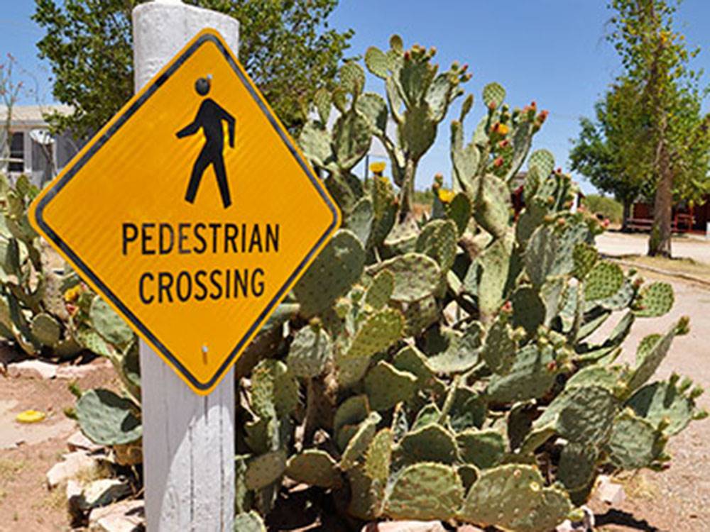 A pedestrian crossing sign next to a cactus bush at VAN HORN RV PARK
