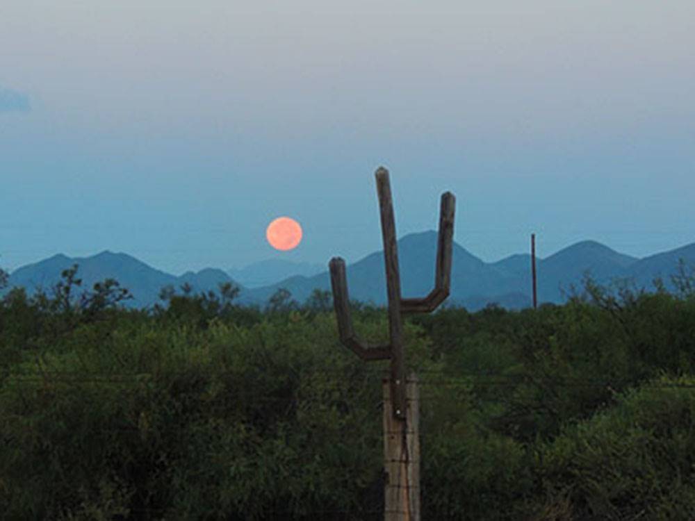 A cactus with a view of the full moon in the background nearby at VAN HORN RV PARK