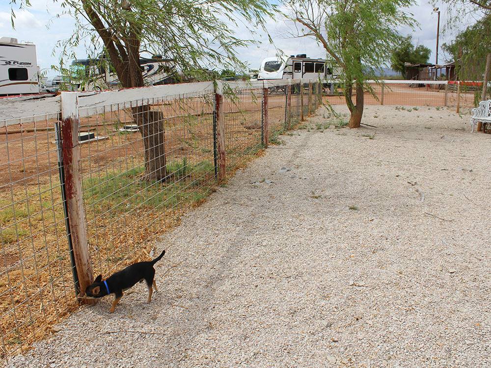 A small dog in the fenced in pet area at VAN HORN RV PARK