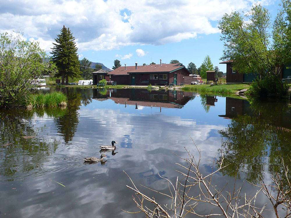 Ducks on the lake at SPRUCE LAKE RV RESORT