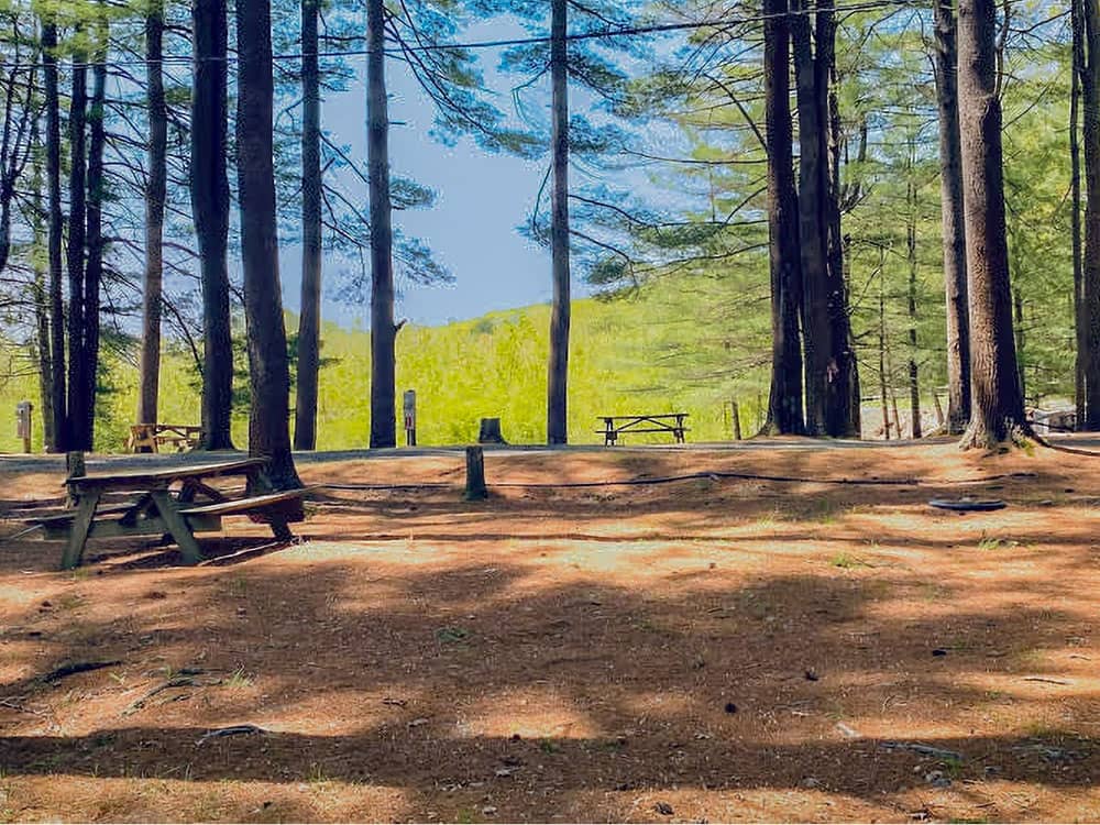 The shaded picnic area