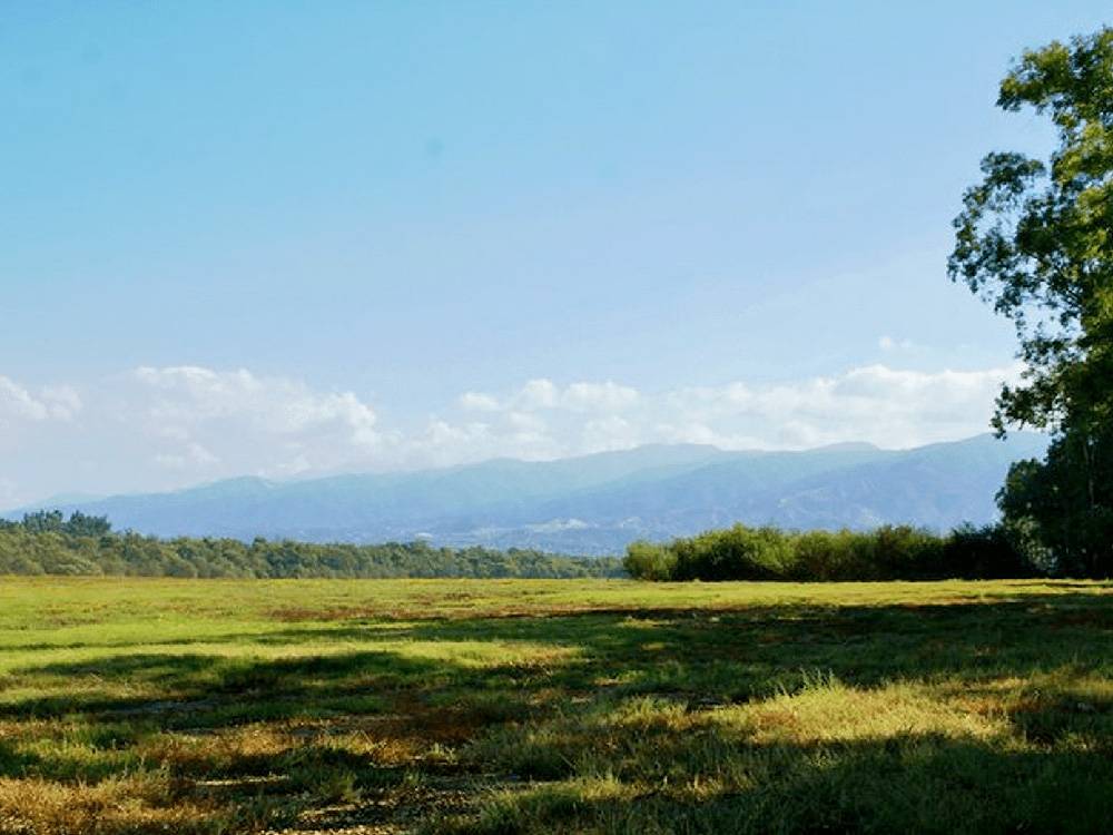 The dog park field