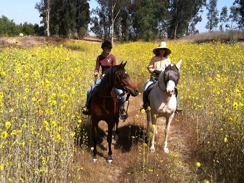 Two women on horseback in flowery field trail