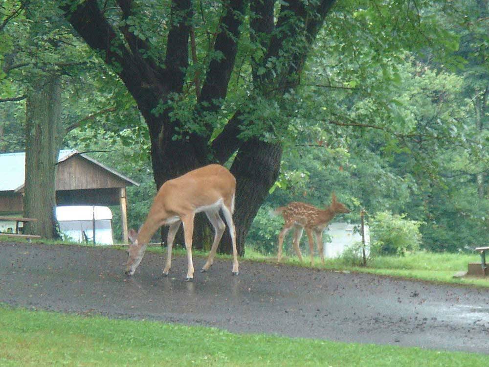 Deer on the road at FOUR SEASONS CAMPGROUNDS