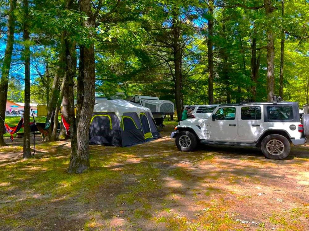 Tent camping under tall trees
