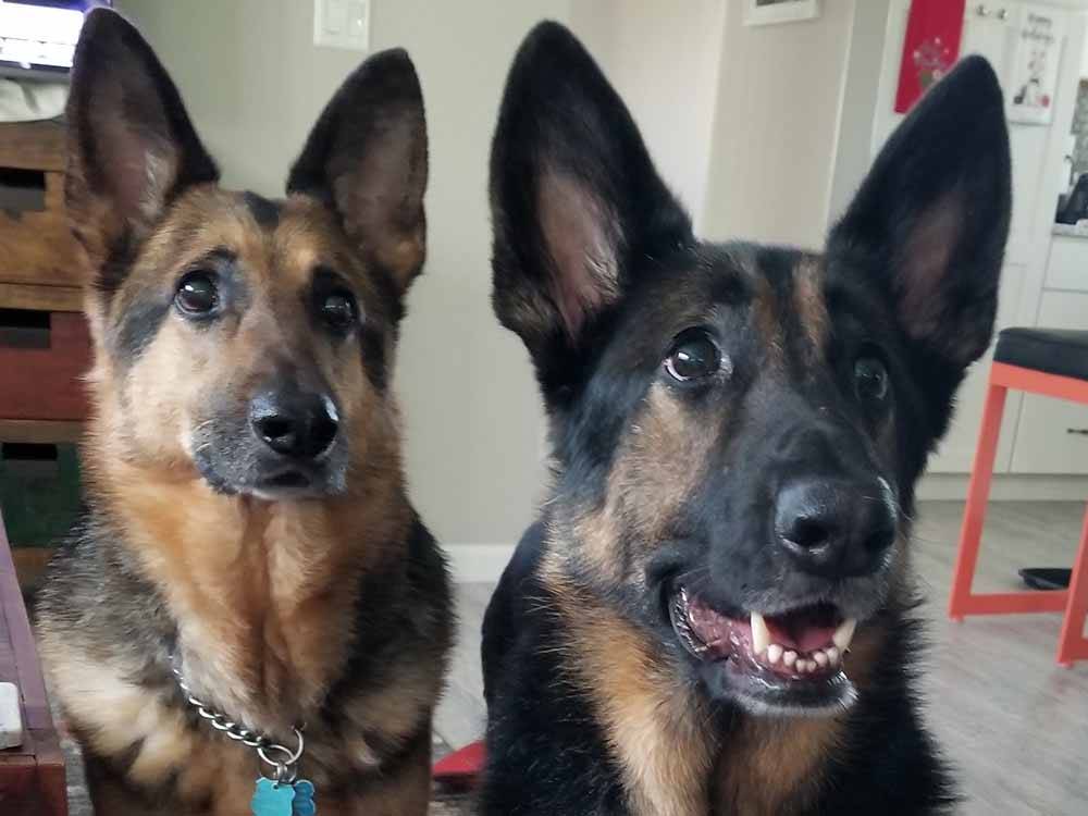 A pair of German shepherds at RED APPLE CAMPGROUND