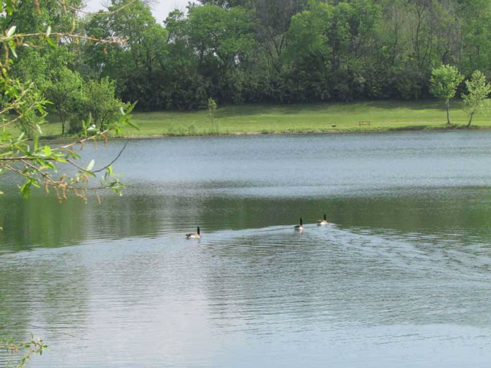Three ducks swimming in the lake at The orange and green playground at ENON BEACH CAMPGROUND