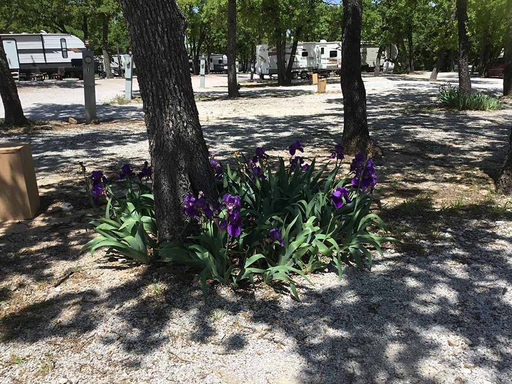Purple flowers around a tree at CAMPER'S PARADISE RV PARK