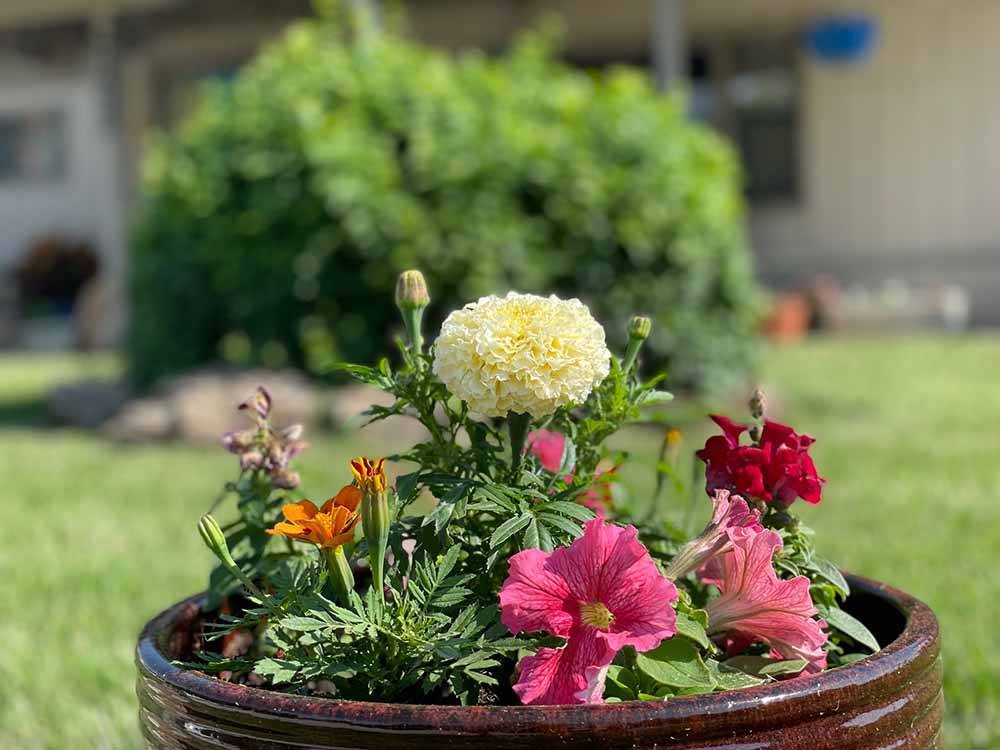 A pot full of flowers at OSAGE BEACH RV PARK