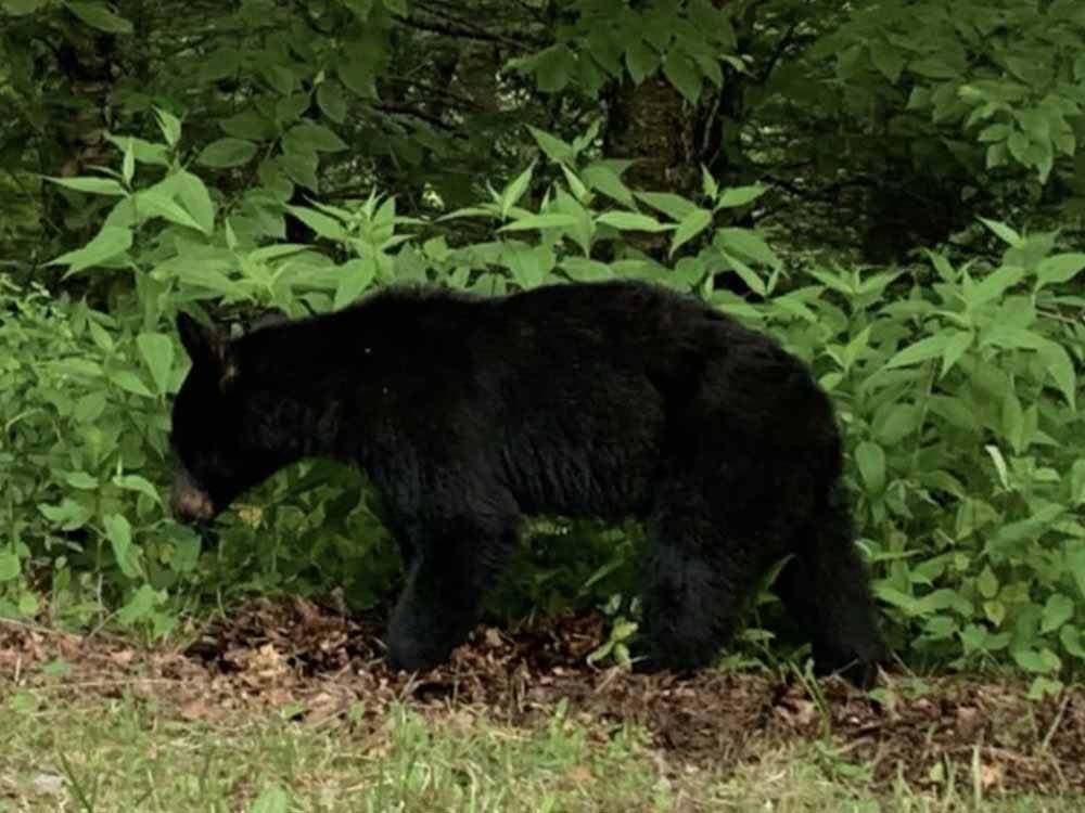 A black cub bear in the bush at HAPPY HOLIDAY CAMPGROUND