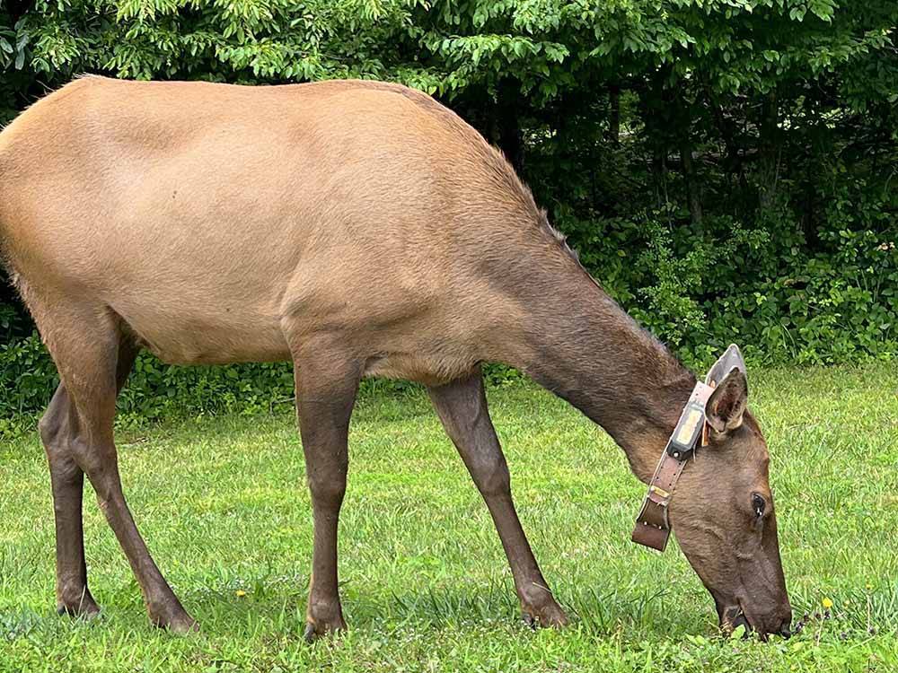 An elk grazing in the grass