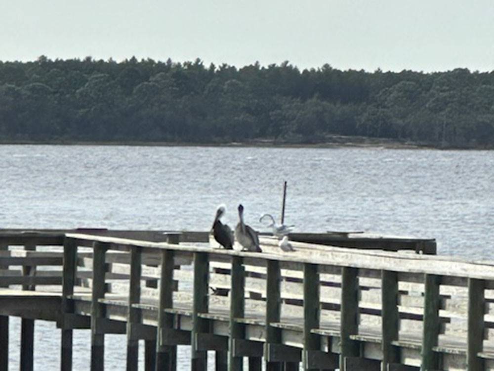 Birds on the dock