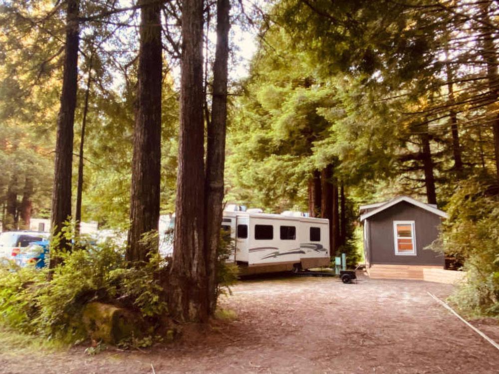 RVs and cabin among the trees at MYSTIC FOREST RV PARK