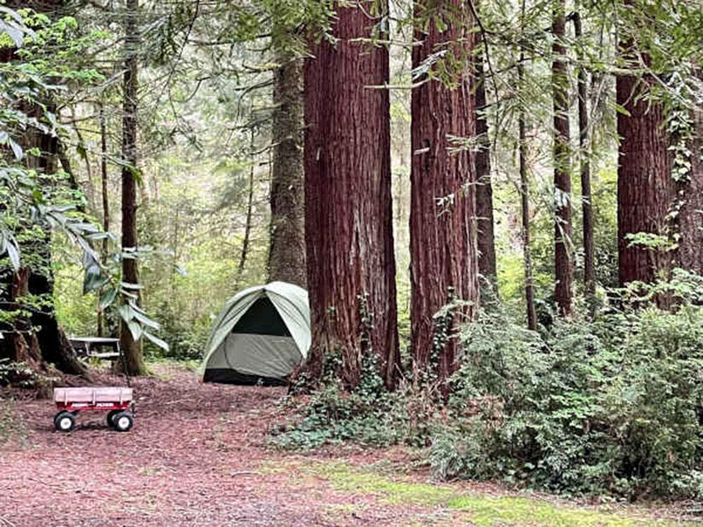 Tent among the Redwoods at MYSTIC FOREST RV PARK