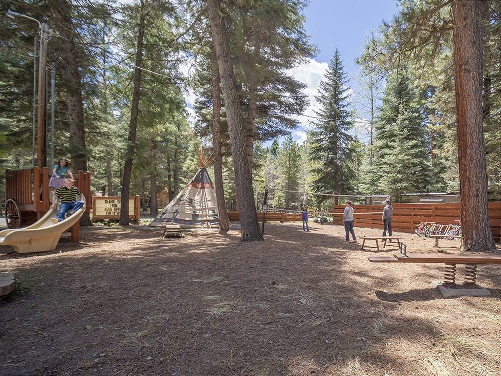 A playground area under tall trees