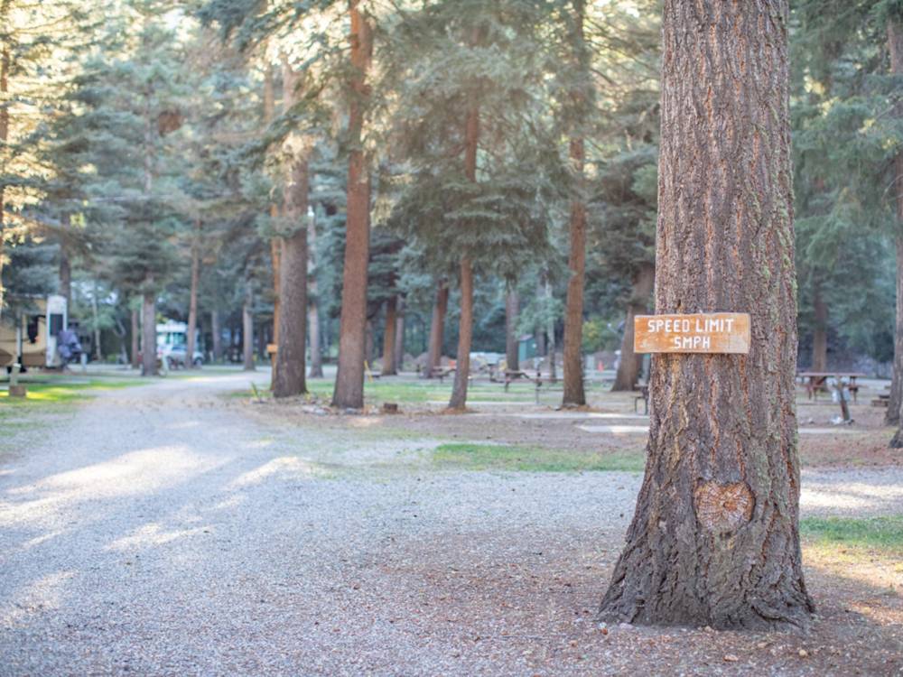 A speed limit sign nailed to a tree