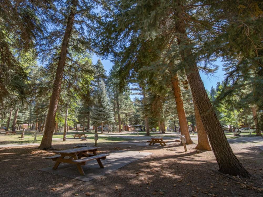 Picnic tables under tall trees