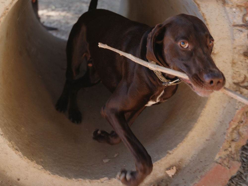 A dog carrying a stick