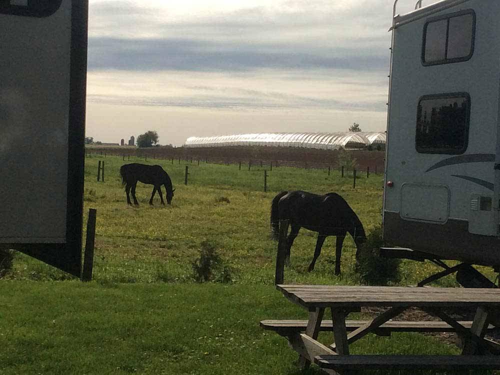 Horses grazing at FLORY'S COTTAGES & CAMPING