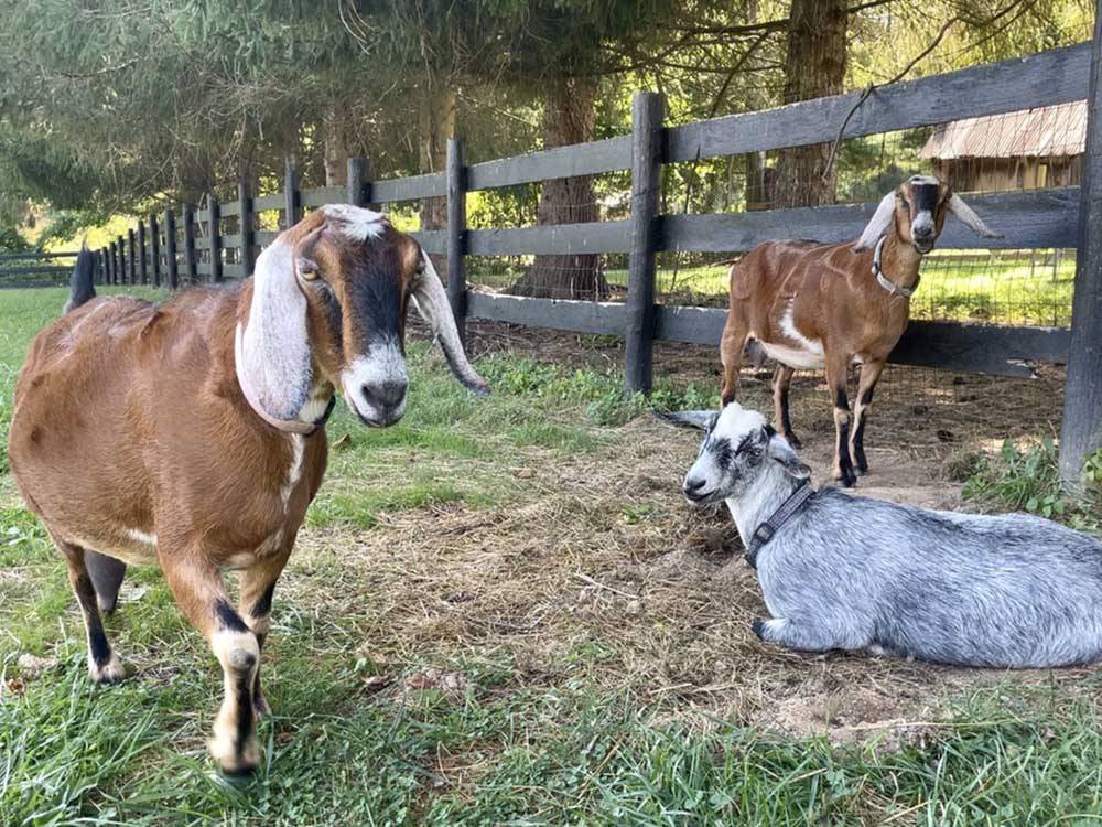 Three goats in a fenced area at RAMBLIN' PINES FAMILY CAMPGROUND & RV PARK