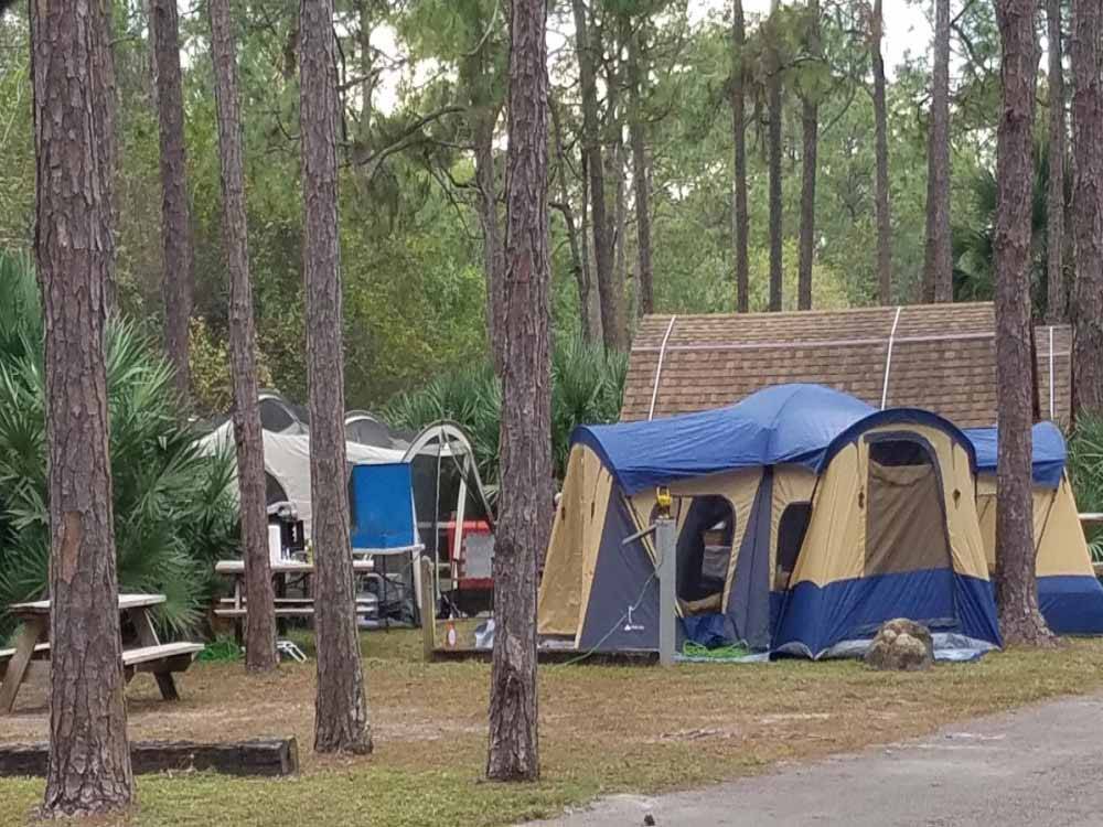 A tent site under trees at LION COUNTRY SAFARI KOA