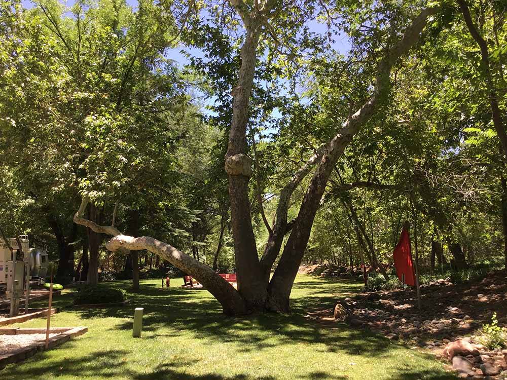 A large tree next to an RV site at RANCHO SEDONA RV PARK