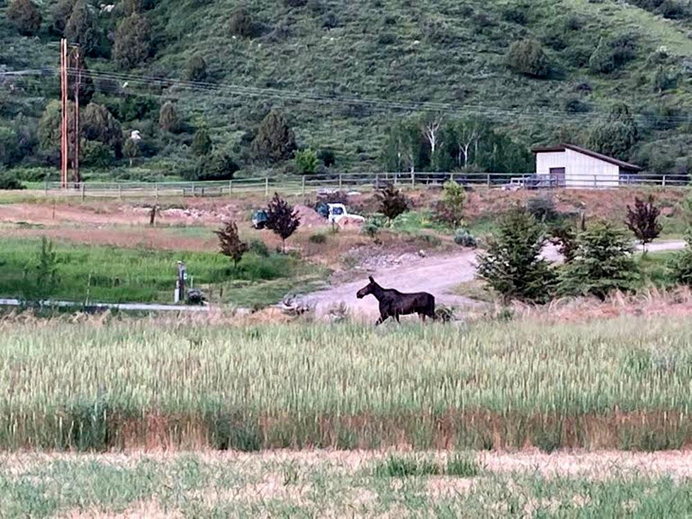 A moose running thru the campground at SWAN VALLEY RV PARK