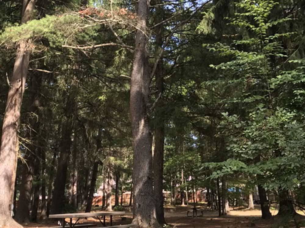 A large wooded area at SARATOGA RV PARK