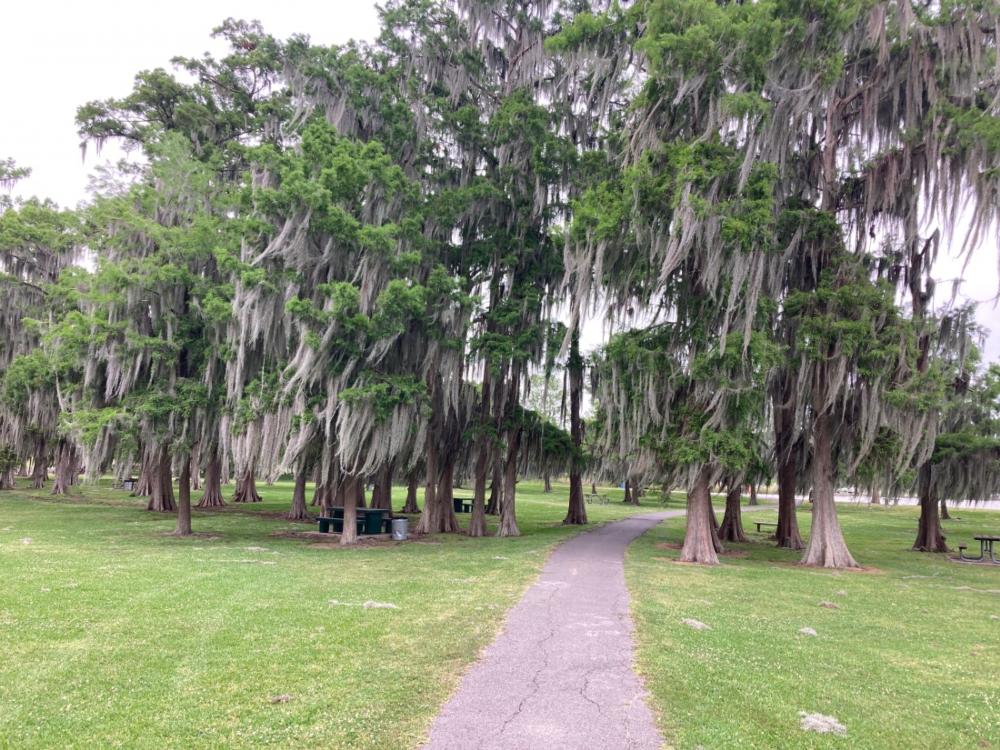 Trees at site Lake End Park Campground & Cabins
