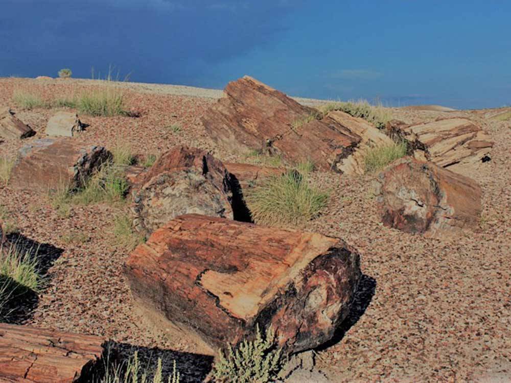 Petrified logs on their sides with grass at OK RV PARK