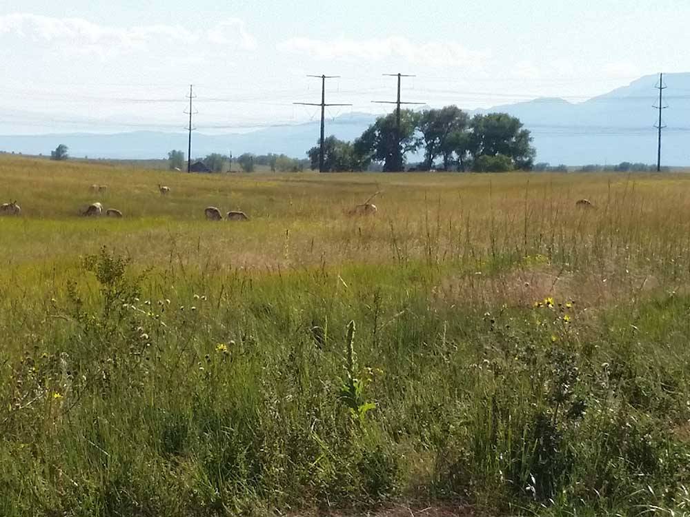 A field with tall grass and animals at FALCON MEADOW RV CAMPGROUND
