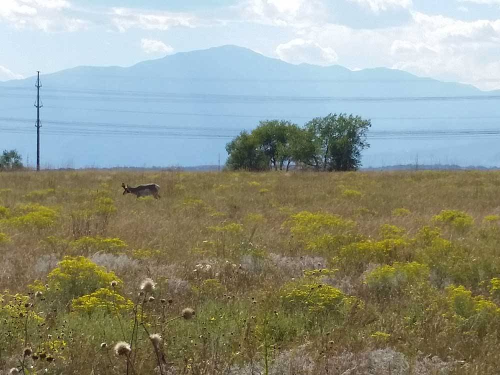 A deer in a field of yellow flowers at FALCON MEADOW RV CAMPGROUND