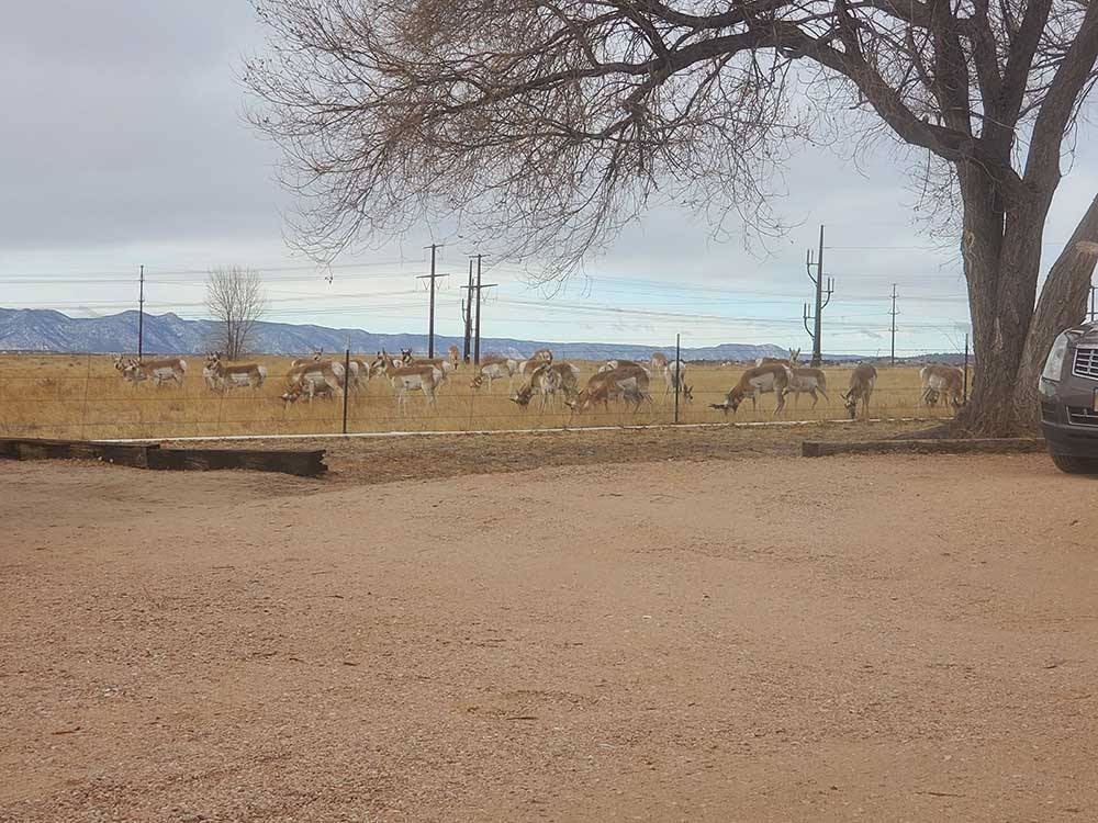A large group of deer at FALCON MEADOW RV CAMPGROUND