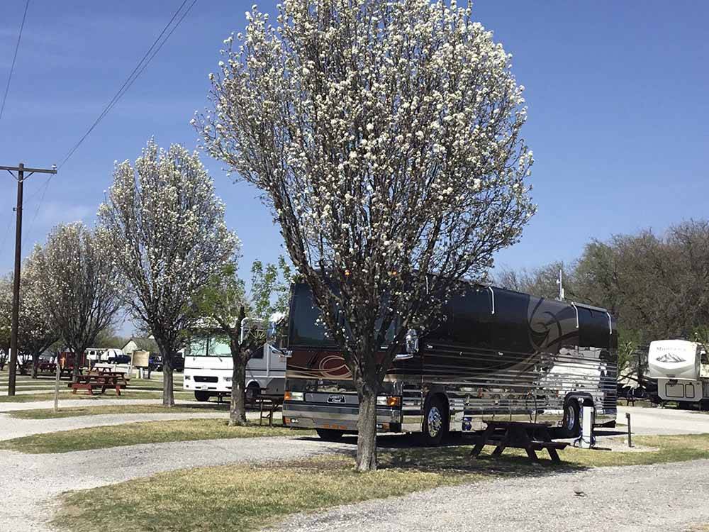 Trees next to the paved RV sites at COWTOWN RV PARK