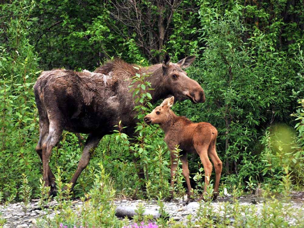 An adult moose with child at BLACK RABBIT RV PARK