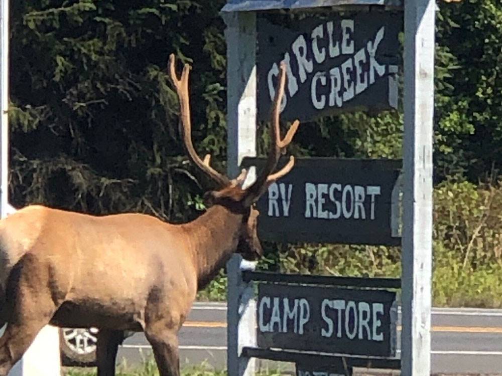 Statue of a deer standing near Circle Creek sign at CIRCLE CREEK RV RESORT