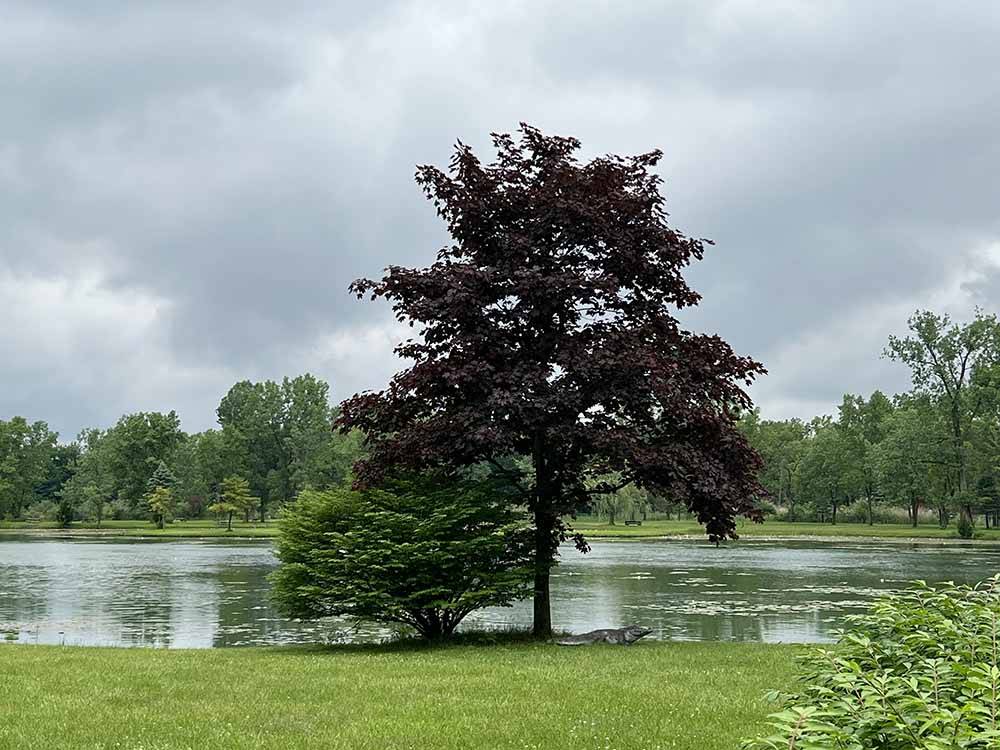 Two large trees by the water at CAMP LORD WILLING RV PARK & CAMPGROUND