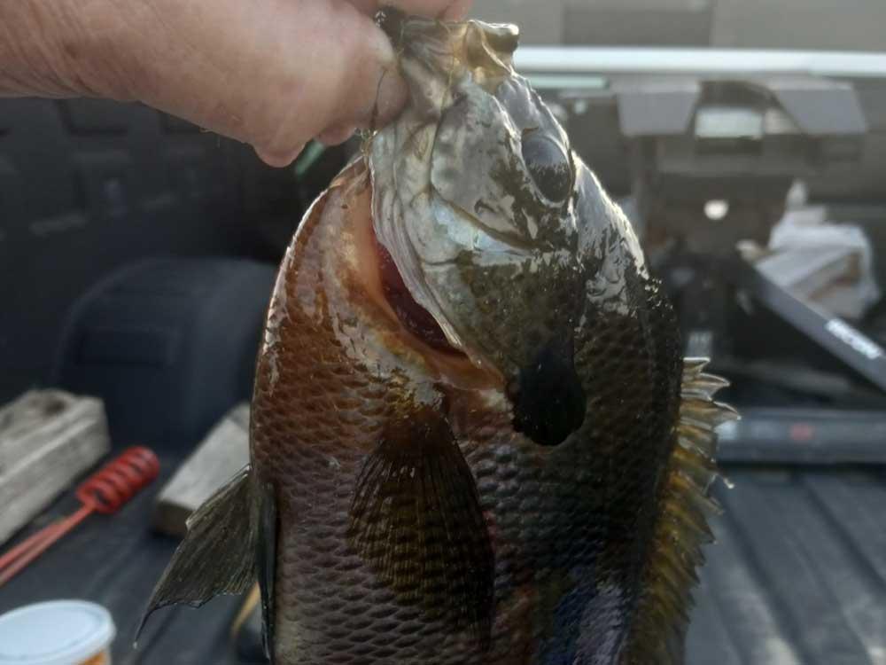 Another close up of a fish caught at TIFTON RV PARK I-75 (FORMERLY TIFTON KOA)