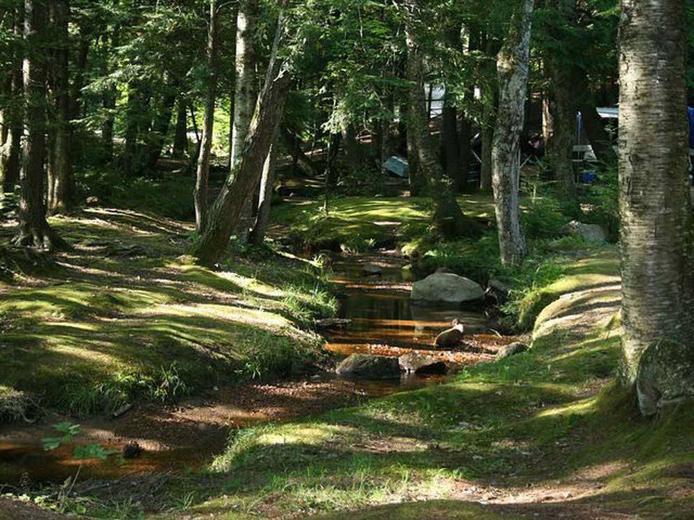 Stream in the woods at TWIN TAMARACK FAMILY CAMPING & RV RESORT