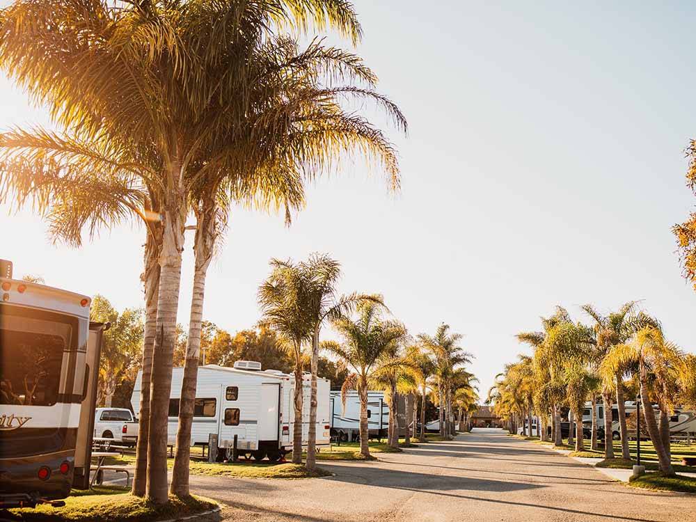 The paved road lined with palm trees at VENTURA BEACH RV RESORT