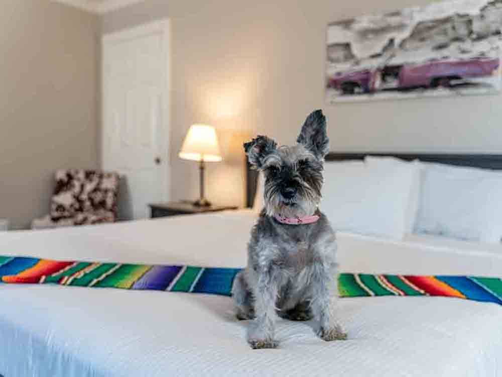 A dog sitting on a hotel bed at PALM CANYON HOTEL AND RV RESORT