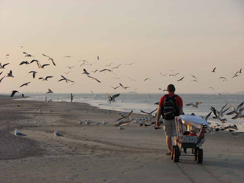 A man walking along the beach pulling a wagon scaring away seagulls at RIVER'S END CAMPGROUND