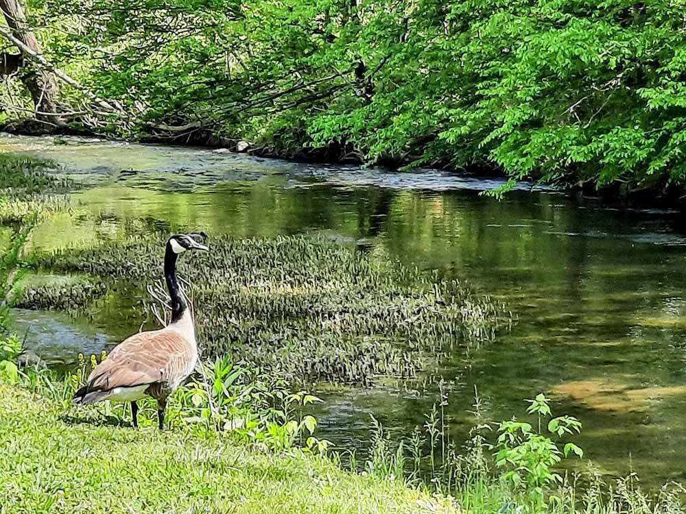 A goose looking at the water at PIGEON FORGE RV RESORT