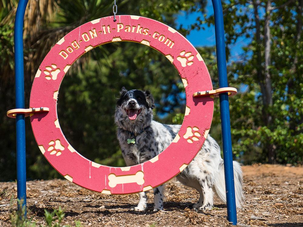 A dog next to one of the dog exercise circles at ESCONDIDO RV RESORT