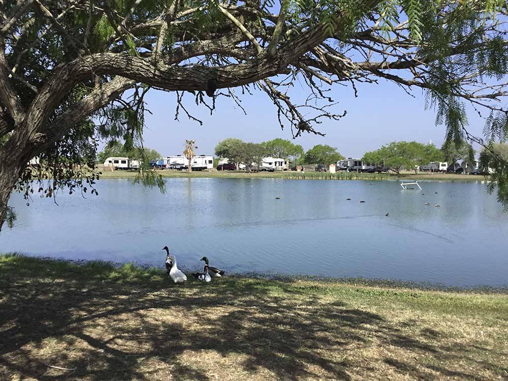 Ducks walking by the lake at SEAWIND RV RESORT ON THE BAY