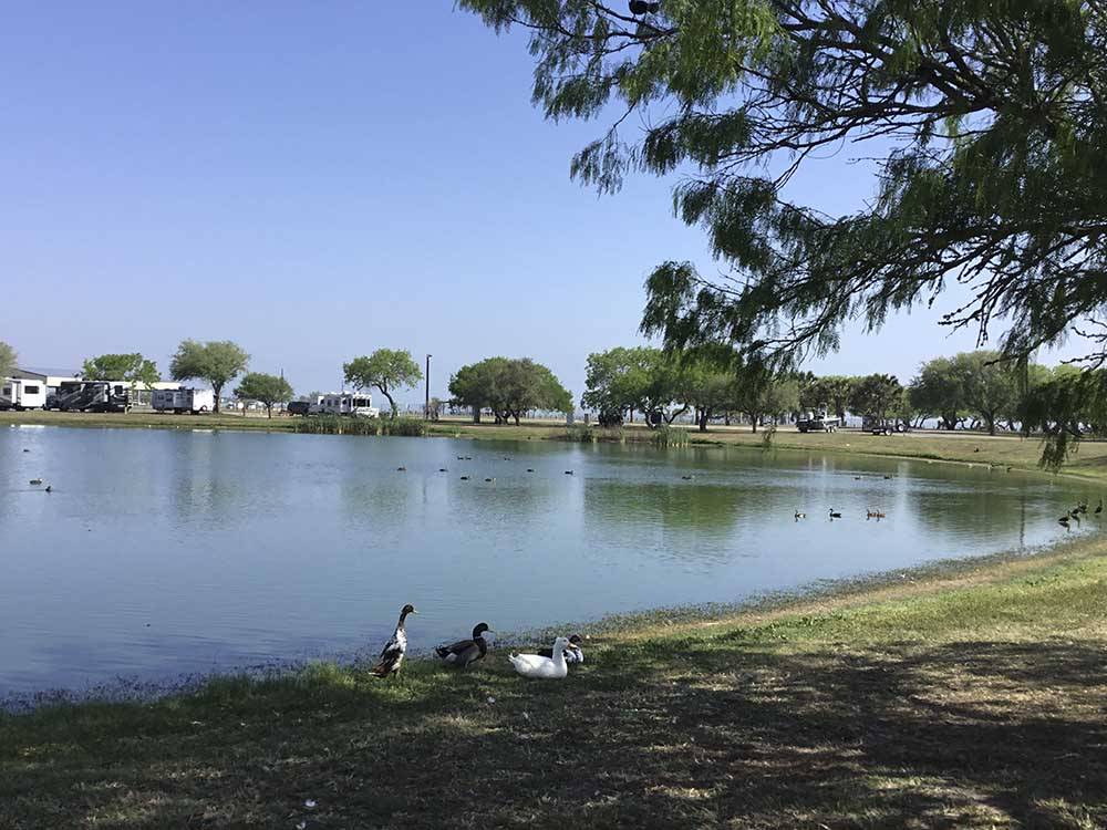 More ducks by the lake at SEAWIND RV RESORT ON THE BAY