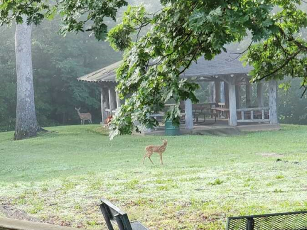Deer in front of a gazebo at Indian Lake Park