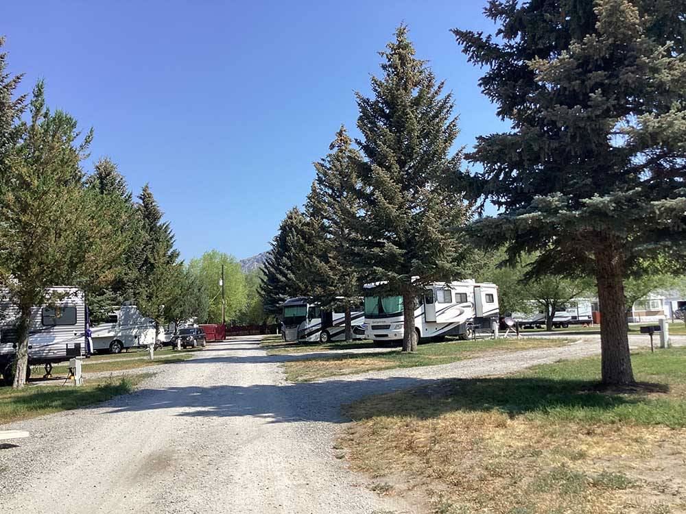 A line of trees at RV sites at MOUNTAIN VIEW RV PARK