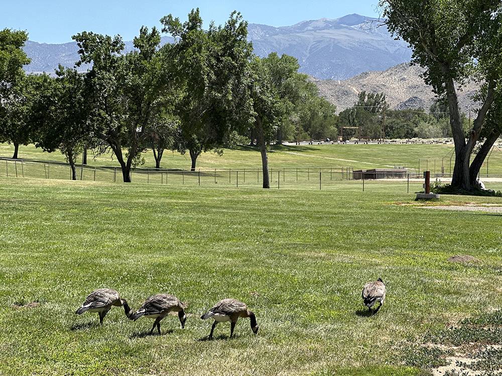 Birds in the field