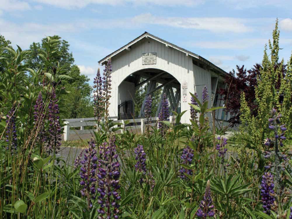 Purple flowers in foreground of wooden bridge over creek at Blue Ox RV Park